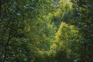 Lush foliage fills the landscape as sunlight filters through the treetops in a vibrant Swedish forest. Nature thrives in this peaceful setting, inviting exploration and tranquility. clipart