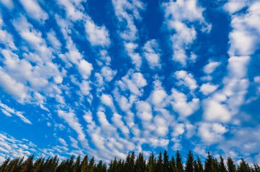 Fluffy white clouds form unique patterns in the bright blue sky, contrasting with the tall, dark green trees below. The scene captures nature's beauty and tranquility. clipart