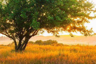 Nefes kesen bir günbatımı, İsveç 'te gökyüzünü ve yemyeşil bir tarlayı aydınlatır ve sıcak bir altın parıltısı yaratır. Ön planda duran yalnız bir ağaç, sakin atmosferi güçlendiriyor..