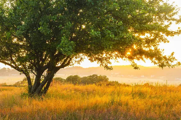 Nefes kesen bir günbatımı, İsveç 'te gökyüzünü ve yemyeşil bir tarlayı aydınlatır ve sıcak bir altın parıltısı yaratır. Ön planda duran yalnız bir ağaç, sakin atmosferi güçlendiriyor..