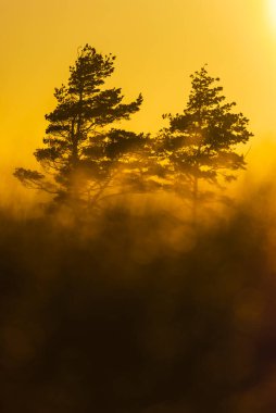 Siluetli ağaçlar İsveç 'te altın bir gece ışığının zemininde dimdik duruyorlar. Karanlık çökmek üzereyken huzurlu ve sakin bir ortam yaratıyorlar..