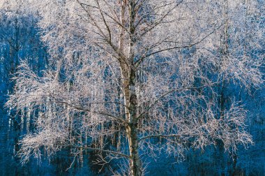 İsveç 'te buzlu bir huş ağacı, dallarında narin buz kristalleri sergilerken, koyu mavi renklerde bir zemin oluşturur. Kış manzarası soğuk güzellik ve sükuneti temsil eder..