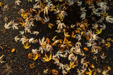 Parlak sarı ve turuncu sonbahar yaprakları batan güneşin sıcak parıltısıyla aydınlanan koyu bir kaldırımı kaplar. Bu huzurlu ortam düşüşün özünü yakalıyor..