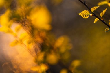 İsveç 'teki bir ormanın huzurlu bahar güzelliğinin ortasında narin genç yapraklar gün ışığında parıldıyor. Yumuşak parıltı doğanın uyanışını, davetkar keşiflerini vurgular..
