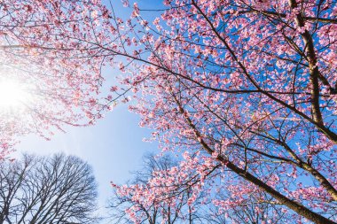 Kiraz çiçekleri havayı İsveç 'in pitoresk manzarasındaki tatlı kokularıyla doldurur. Parlak mavi gökyüzü bu bahar dönüşümü için çarpıcı bir zemin sağlar..