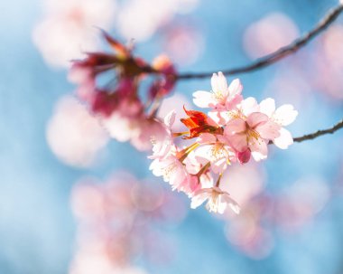 İsveç 'te, kiraz ağaçları ilkbaharda açar, havayı narin pembe çiçeklerle doldurur. Güneş ışığı dalların arasından süzülüp bu güzel mevsimde sakin bir atmosfer yaratır..
