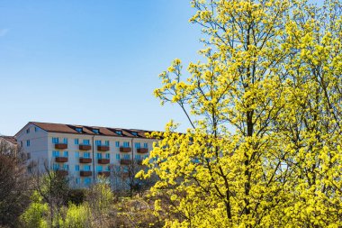 İsveç 'in Gotenburg kentindeki çağdaş bir binanın arka planında canlı sarı çiçekler yükselir. Açık mavi gökyüzü ilkbahar manzarasının güzelliğini arttırır..