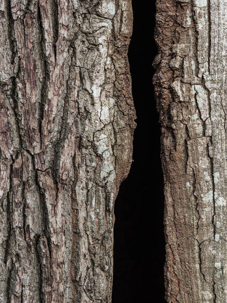 Древнее дерево в Швеции демонстрирует свою уникальную текстуру коры, с глубокими трещинами и трещинами, которые дают представление о ее внутренней структуре. Прочная поверхность рассказывает историю о возрасте и стойкости.