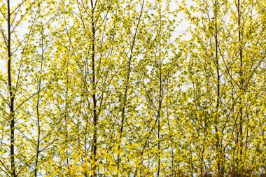 Atvidaberg yakınlarındaki ilkbaharın gelişini işaret eden yeni yeşil yapraklar ağaçlarda ortaya çıkar. Canlı yapraklar güneş ışığını yakalar ve manzaranın doğal güzelliğini arttırır..