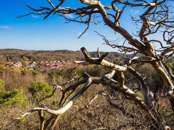 Ön planda, Göteborg 'daki kentsel binaları ön plana çıkaran ölü bir ağaç duruyor. Bakış açısı, parlak mavi gökyüzü altında doğa ve şehir hayatının bir karışımını sunuyor..