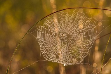 Güneş ışığı Göteborg 'u aydınlatırken narin örümcek ağı sabah çiğ taneleriyle parıldıyor. Her iplik ışığı yakalıyor, sakin bir arka plana karşı karmaşık desenler sergiliyor..