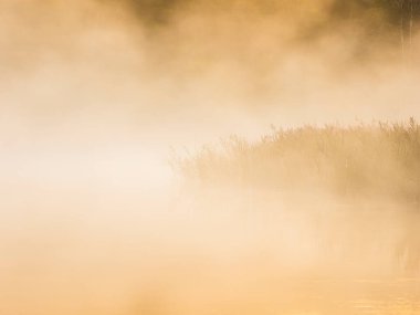 İsveç 'in Molndal kentinin dışındaki nehir kıyısındaki kamışları yumuşak bir sabah sisi kaplayarak sakin ve sakin bir atmosfer yaratıyor. Yumuşak ışık sisin içinden süzülür.