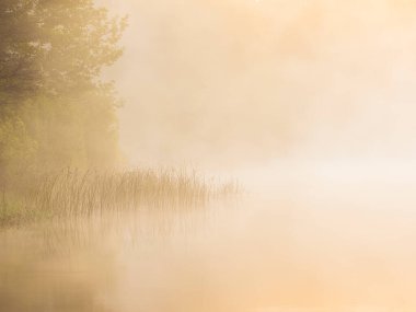 Yumuşak sabah sisi Molndal, İsveç 'in dışındaki nehir kıyısını süzülen sazlıklarla kaplıyor. Bu barışçıl ortam yansımayı ve sakinliği davet ediyor..