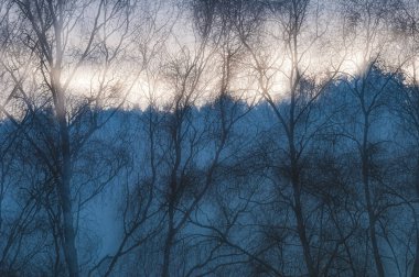 Alacakaranlık saatlerinde, çıplak ağaçlar İsveç 'in karlı arazisindeki yumuşak parlayan gökyüzüne çarpıcı siluetler oluşturarak kışın dingin güzelliğini yakalar..