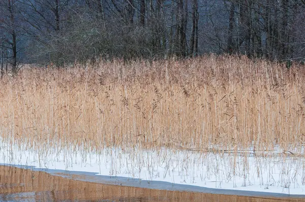 İsveç 'te donmuş bir gölün kenarındaki uzun sazlıklar, yerde hafif kar ile görülebilir. Sakin kış manzarası, sakin bir ortamda doğanın güzelliğini gözler önüne seriyor..