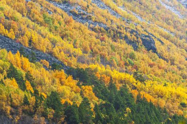Parlak sonbahar renkleri Norveç 'in tepelerini kaplıyor, altın ve turuncu yapraklar her daim yeşil ağaçların arasına karışıyor. Bu mevsimsel dönüşüm doğanın cazibesini vurgular..