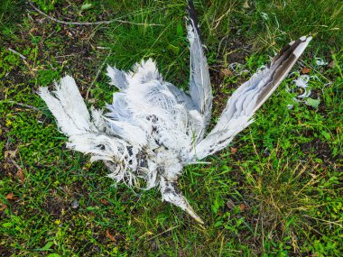 Ölü bir kuş İsveç 'te çimenlerin üzerinde uzanıyor. Yumuşak yeşil çevre, beyaz tüyleriyle çelişiyor. Bu sahne doğanın sükunetini ve döngüsünü yansıtır..