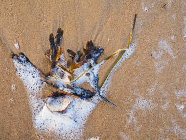 İsveç 'te kumlu bir sahilde, karmaşık deniz yosunu ve köpük tasarımları doğal bir sanat eseri yaratır. Güneş ışığı ıslak kuma yansıyarak bu huzurlu kıyı ortamını güçlendirir..