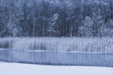 Sakin bir kış ortamında, buzla kaplı sazlıklar İsveç 'teki sakin bir nehrin kıyısında dururlar, etrafındaki ormanın huzur veren güzelliğini yansıtırlar..