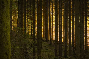 Altın ışınlar gün batımında İsveç ormanlarının yüksek çam ağaçlarının arasından süzülerek huzurlu ve huzurlu bir atmosfer yaratırlar. Canlı renkler bölgenin doğal güzelliğini arttırır..