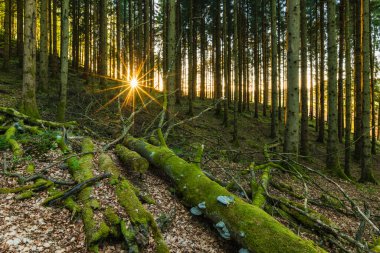 Yosun kaplı ağaçların çarpıcı manzarası, uzun bir arka plan ve İsveç ormanında canlı bir günbatımı üzerine kurulmuş..