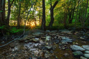 Güneş batarken, ağaçların arasına altın ışık ve gölgeler saçan canlı bir ormanın içinden geçen bir dere. Huzurlu sahne İsveç 'te doğanın özünü yakalar..