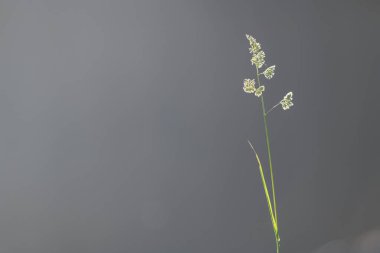 Küçük çiçekli ince bir çimen yaprağı, İsveç 'in sakin gölünün yanında dimdik durur. Gri bir zemine hafifçe vurgulanır. Huzurlu atmosfer doğanın güzelliğini yakalıyor..