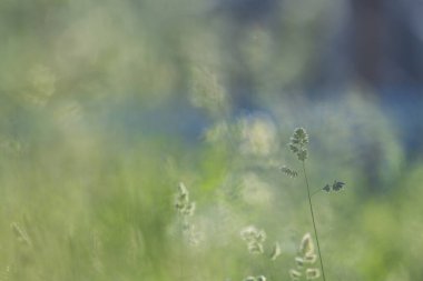 İsveç 'teki yemyeşil çimenlerin arasından süzülen altın güneş ışığı, ılık yaz melteminde usulca salınan çimenler gibi huzurlu bir atmosfer yaratır..