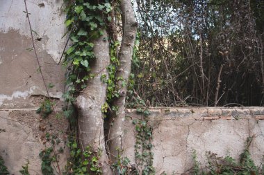 Yabani otlarla kaplı eski pencere