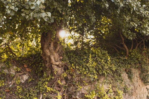 stock image Scenic forest, with the sun casting its warm light through the foliage