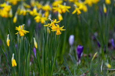 Yellow narcissus flowers on a background of green grass. Early flower buds are blooming. Spring. Blurred background. High quality photo clipart