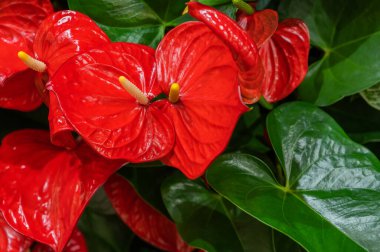 Şarbonlu çiçek. Kırmızı ve yeşil renkler. Venöz ağlı büyük yapraklar, yakın plan. Bahçe işleri ve bitki yetiştirme. Amsterdam 'da çiçek sergisi. Yüksek kalite fotoğraf