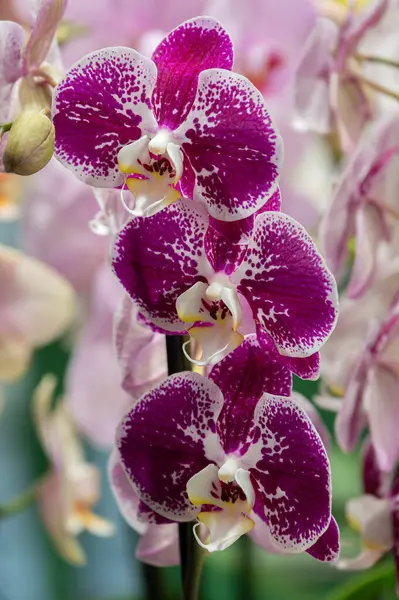 Multi-colored orchids. Flowers in yellow, pink, red and spotted colors. Gardening and growing plants. Beautiful background. Flower petals close up with blurred background. Flower exhibition in Amsterdam. High quality photo