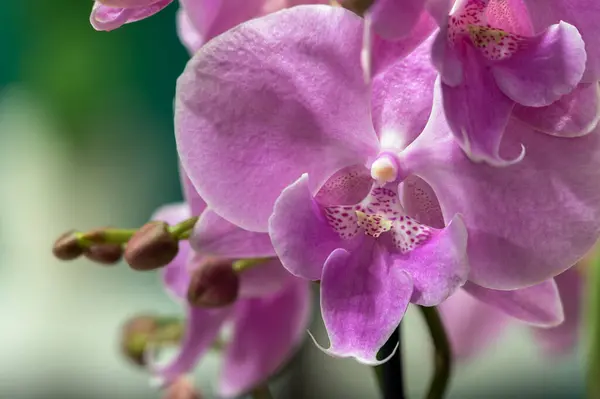 Multi-colored orchids. Flowers in yellow, pink, red and spotted colors. Gardening and growing plants. Beautiful background. Flower petals close up with blurred background. Flower exhibition in Amsterdam. High quality photo