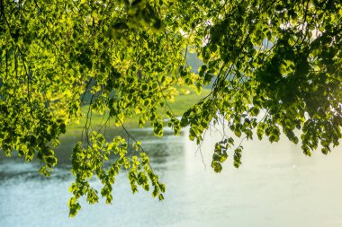 Güneşli havada ağaç dalı. Yeşil ve mavi renkler. Bahar Yazı. Arka plan bulanık. Kamp yapmak. Sakin ol. Yüksek kalite fotoğraf