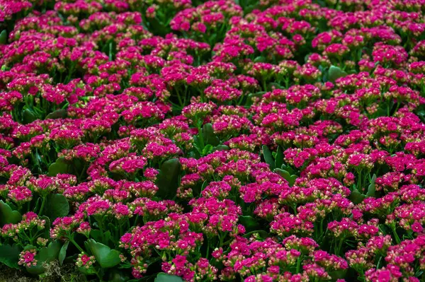 Kalanchoe flower. Green and pink colors. Gardening and growing plants. Flower exhibition in Amsterdam. Background. High quality photo