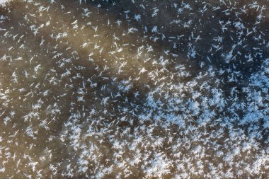 Buz ya da duvardaki beyaz taze kar dokusu. Gevşek kar taneleri yakın plan. Kış - Aralık, Ocak, Şubat. Beyaz ve mavi renkler. Işık ve gölge oyunu. Soğuk, güneşli kış havası.