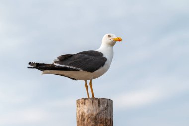 Genç bir Larus kuşu deniz kıyısı yakınlarındaki bir kutupta oturur ve mavi gökyüzüne karşı kameraya bakar. Yakın plan portre. Siyah kanatlı ve turuncu gagalı beyaz tüyler. Sarı bacaklar.. 
