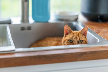 Çizgili kürklü, uzun bıyıklı ve yeşil gözlü yaşlı kızıl kedi. Ahşap bir zeminde uzanıp kameraya bakmak. Evcil hayvan. Memeliler. Komik, zeki, sinsi bir bakış. Rahatlama. Ev ortamı.