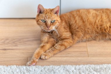 Çizgili kürklü, uzun bıyıklı ve yeşil gözlü yaşlı kızıl kedi. Ahşap bir zeminde uzanıp kameraya bakmak. Evcil hayvan. Memeliler. Komik, zeki, sinsi bir bakış. Rahatlama. Ev ortamı.