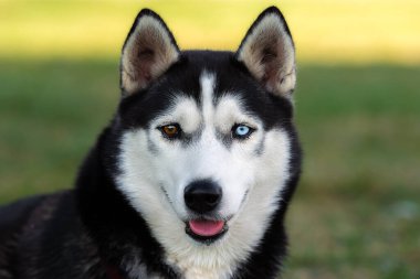 Farklı renkte gözleri olan genç siyah beyaz Sibirya köpeği yeşil çimlerin üzerinde oturur ve kameraya bakar. Dil dışarı, kulaklar yukarı. Güzel pürüzsüz kürk. Bir köpeğin portresi. 