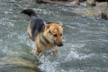 Korkmuş genç bir Alman çoban köpeği bir dağ nehrinden geçiyor. Su sıçramaları ve güçlü akıntı onu engelliyor. Yüzünde korku ve konsantrasyon var. Köpek eğitimi. Doğanın elementleri.