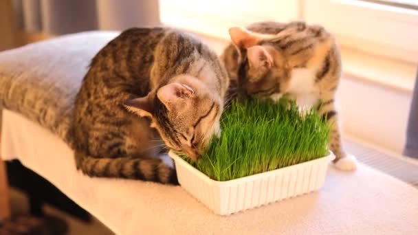 Eine Hauskatze Die Haferflocken Isst Sprießt Spezielle Vitamine Für Haustiere — Stockvideo