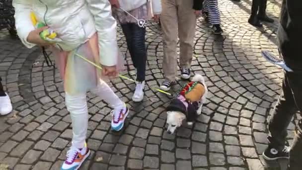Vidéo Dog Bishon Frise Race Sur Carnaval Costume Suite Saucisses — Video