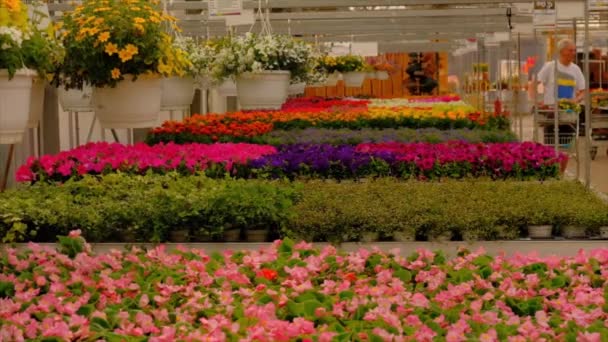 Много Красивых Цветов Центре Сада Люди Покупающие Красивые Цветы — стоковое видео