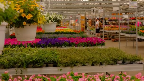 Много Красивых Цветов Центре Сада Люди Покупающие Красивые Цветы — стоковое видео