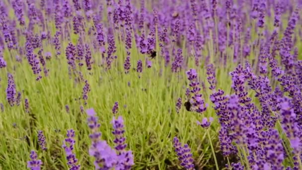 Blízko Levandule Včely Lítají Kolem Zpomal Vysoce Kvalitní Záběry — Stock video