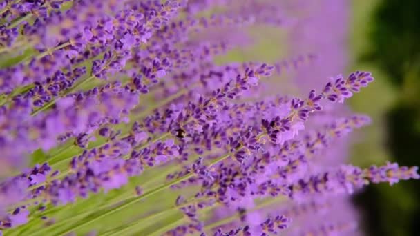 Zbliżenie Lawendy Pszczoły Latają Dookoła Wysokiej Jakości Nagranie Pionowe — Wideo stockowe