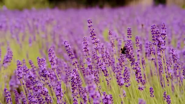 Zbliżenie Lawendy Polu Lawendy Pszczoły Latają Dookoła Wysokiej Jakości Materiał — Wideo stockowe