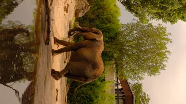 Elefante Zoológico Caminhando Perto Lago Com Fundo Verde Zoológico Alemão — Vídeo de Stock